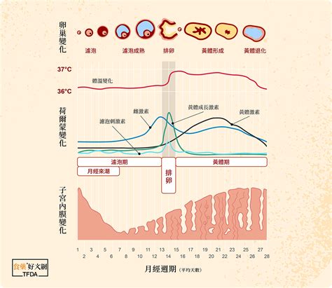 受孕|受孕期